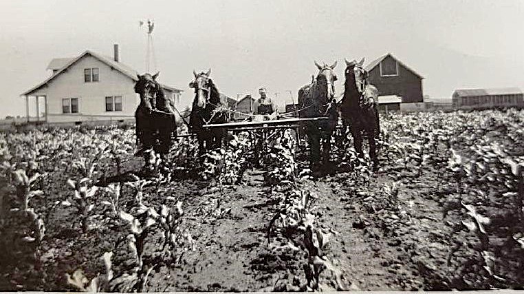 jimkestelfarm Francis Kestel handling the cultivating duties on his Manhattan farm on July 3, 1929.