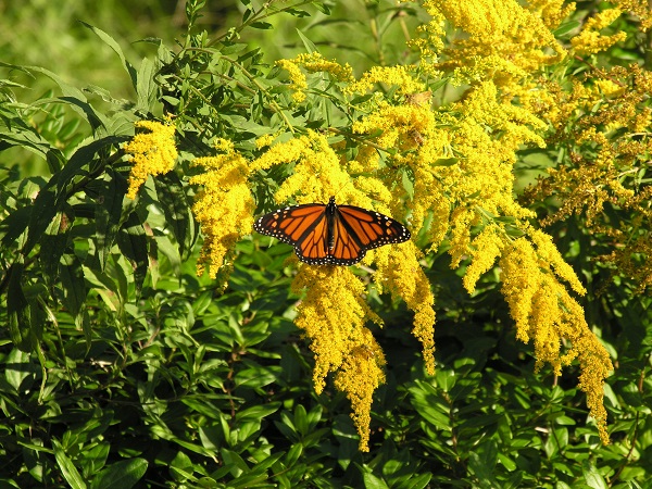 Goldenrod, often mistaken as an allergy producer, is not and is extremely valuable to our pollinators, particularly the supergeneration of monarchs