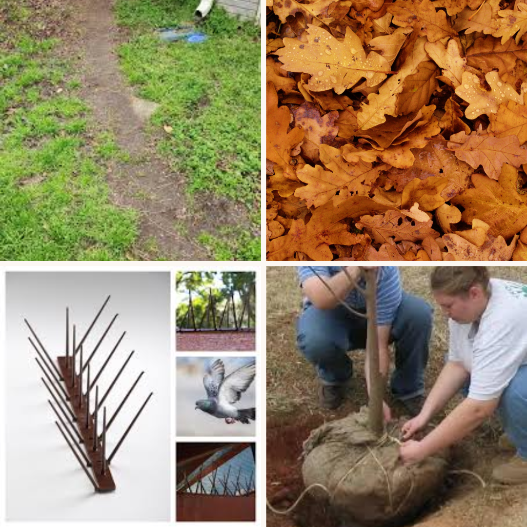 From upper left: Avoid walking the same path in the late-winter turf, you can cause long lasting damage; you can start to pick up any heavy piles of leaves especially oaks and magnolias which are thick and difficult to break down; you can plant dormant trees, shrubs and roses anytime now, just be sure to give proper aftercare. If roosting birds are a problem every year, consider installing plastic or flexible metal spikes to act as a deterrent. They will not harm the birds, just encourage them to nest elsewhere.