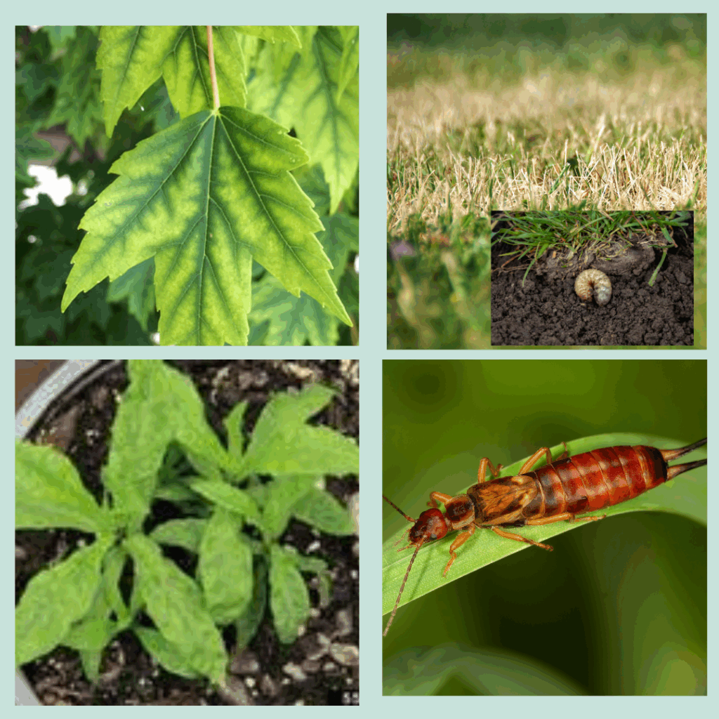 Is it drought or something else? Clockwise from upper left: Yellowing leaves with green veins signal chlorosis, yellow/brown lawn, its dry now but grubs may be coming in August, plants being chewed but not seeing any insects in the day? Look at night for earwigs, sometimes yellowing is a sign of virus disease as on this phlox.