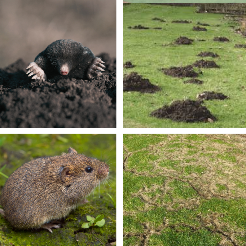 moles n voles Soil mammals: from top right Eastern mole, mole mound, vole runs, vole