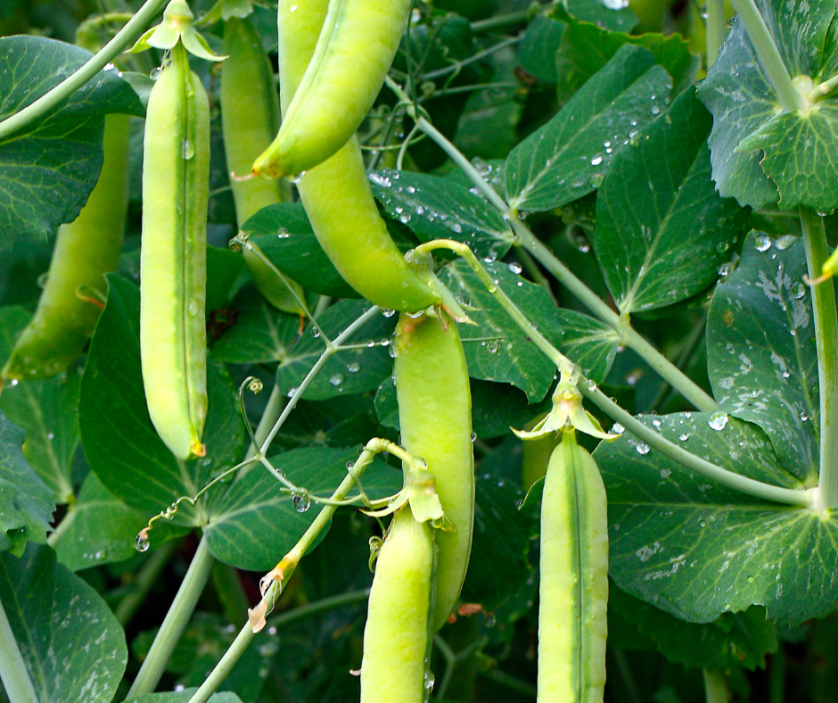 Peas, beans, squash and root crops all do best when direct sown into the garden.