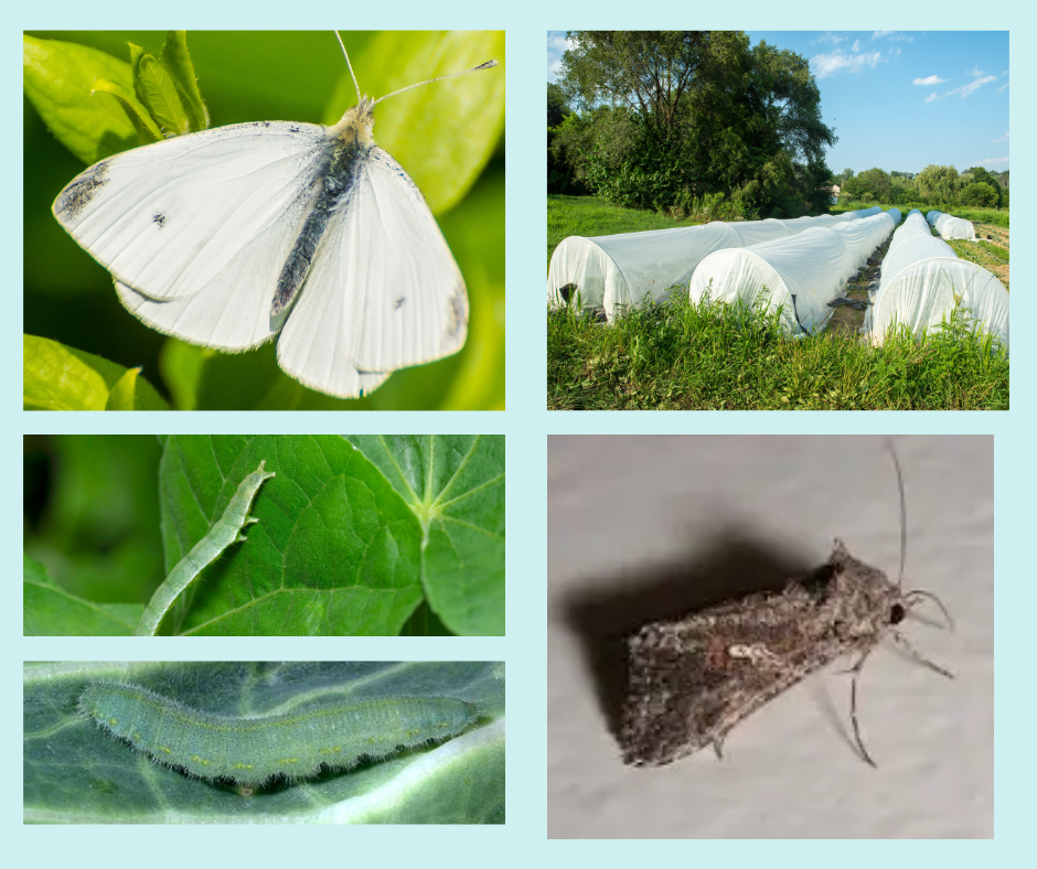Clockwise from upper right: Cabbage white butterfly, floating row hoop house, cabbage looper moth, cabbage looper caterpillar (top), cabbage white caterpillar (bottom).