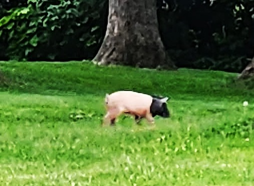 This little piggie was on the loose in the Crete area for days until apparently being hit by a car.(Photo by Mark Haines via Facebook)