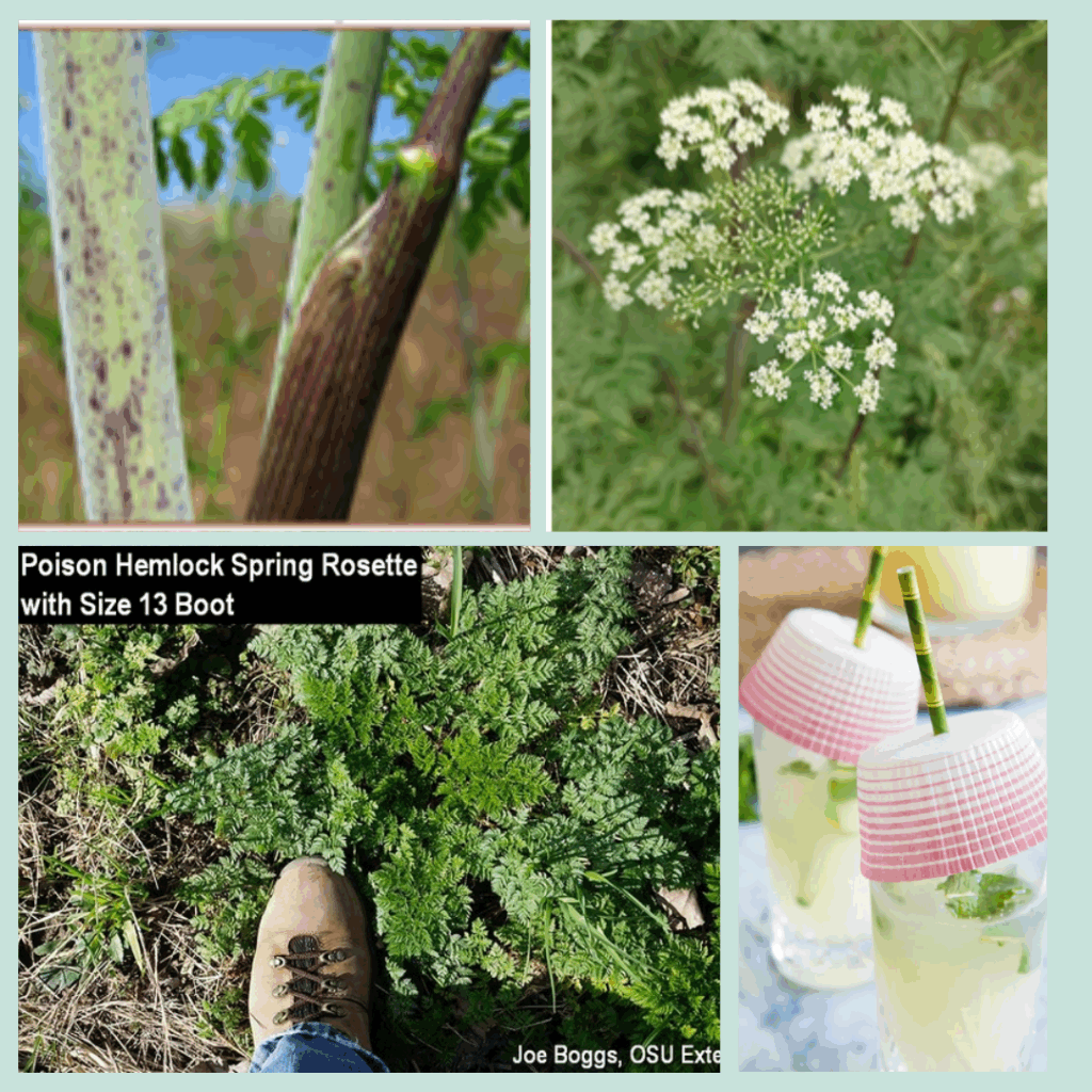 poison hemlock Clockwise from upper left: Smooth, blotched, hollow stem of poison hemlock, white flower “umbrella” of poison hemlock, preventing potentially fatal stings from bees and wasps getting into your beverage with a simple cupcake paper liner place over drinks, basal rosette leaves of poison hemlock.