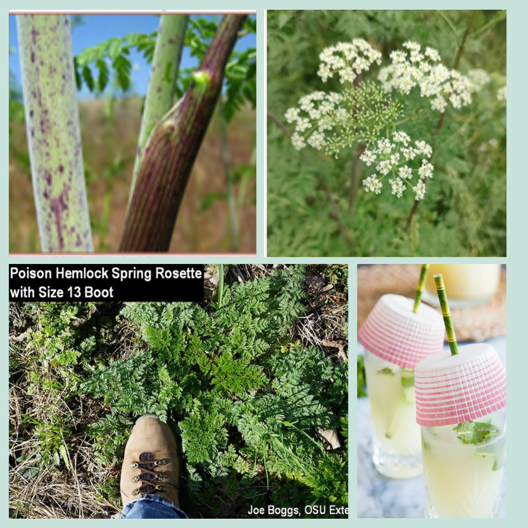 Clockwise from upper left: Smooth, blotched, hollow stem of poison hemlock, white flower “umbrella” of poison hemlock, preventing potentially fatal stings from bees and wasps getting into your beverage with a simple cupcake paper liner place over drinks, basal rosette leaves of poison hemlock.