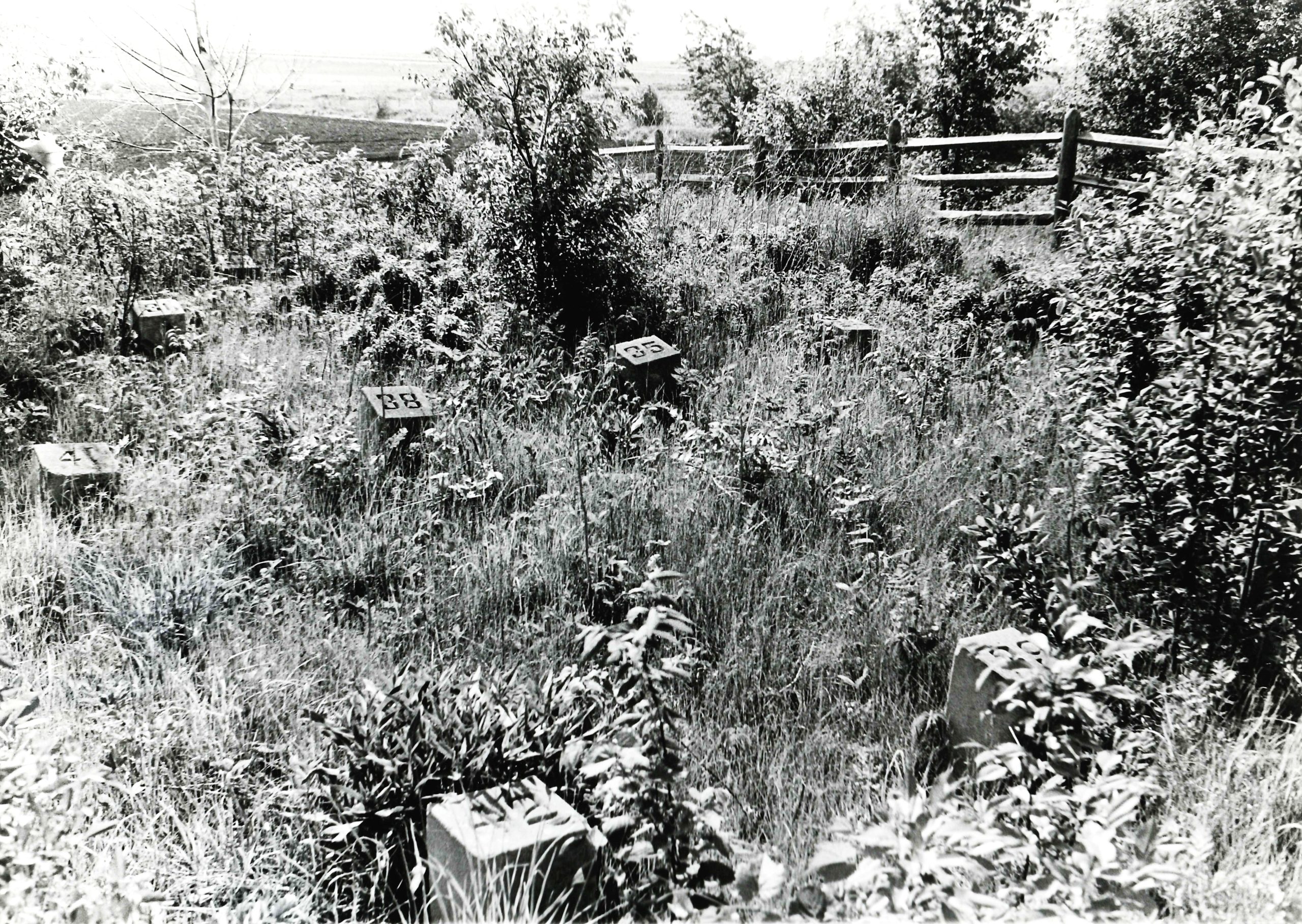 A photo of the poor house cemetery in the 1970s. It has been cleaned up a bit since then.