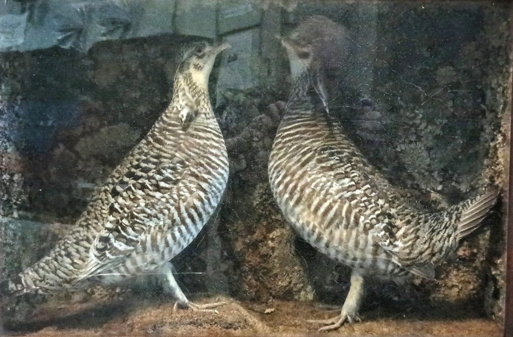 Two stuffed prairie chickens adorn the pre-1850 room of the Will County Historical Society Museum in Lockport.