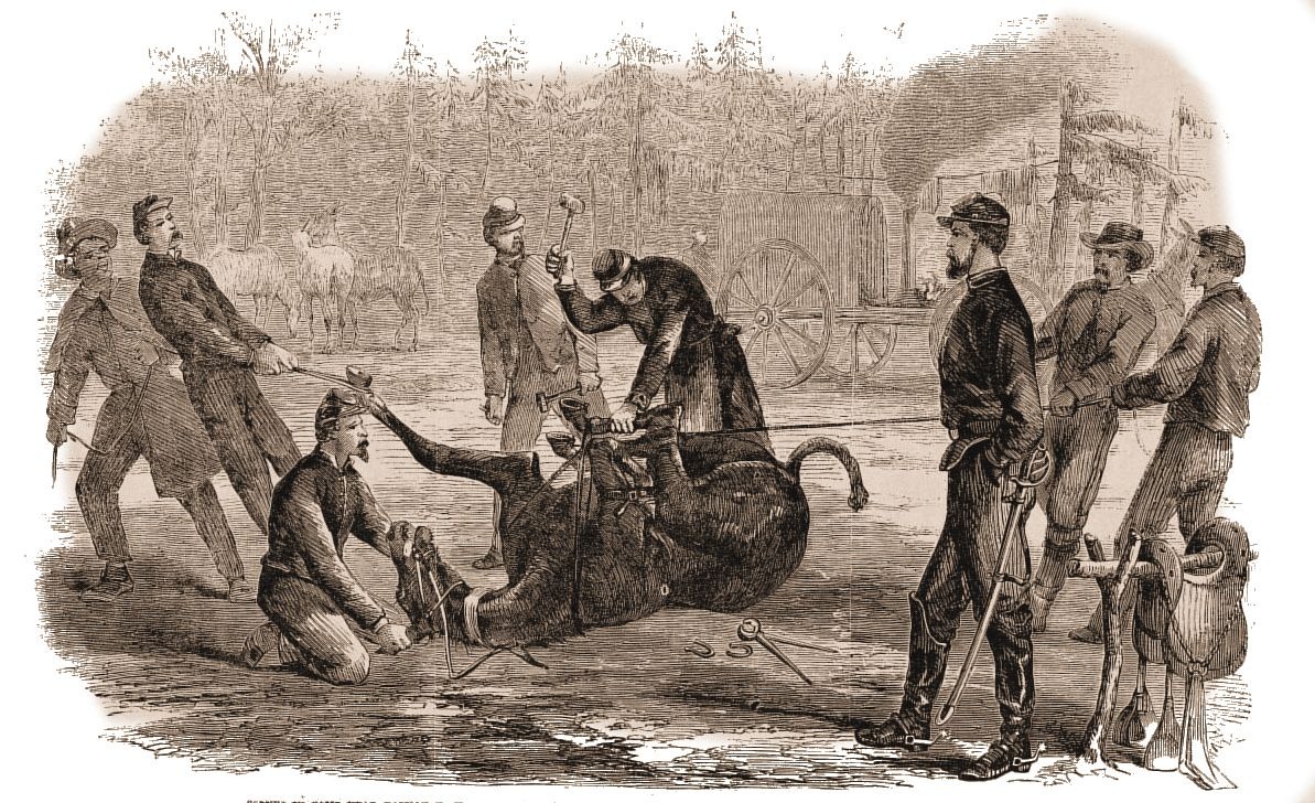 Shoeing a mule became an important task for the Union.