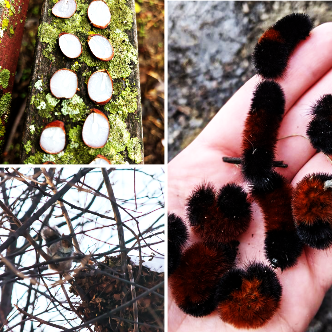 Clockwise from upper left: The center of a persimmon seed, the woolybear caterpillar, and the location of squirrel nests in trees are all folklore about forecasting how the winter will be.