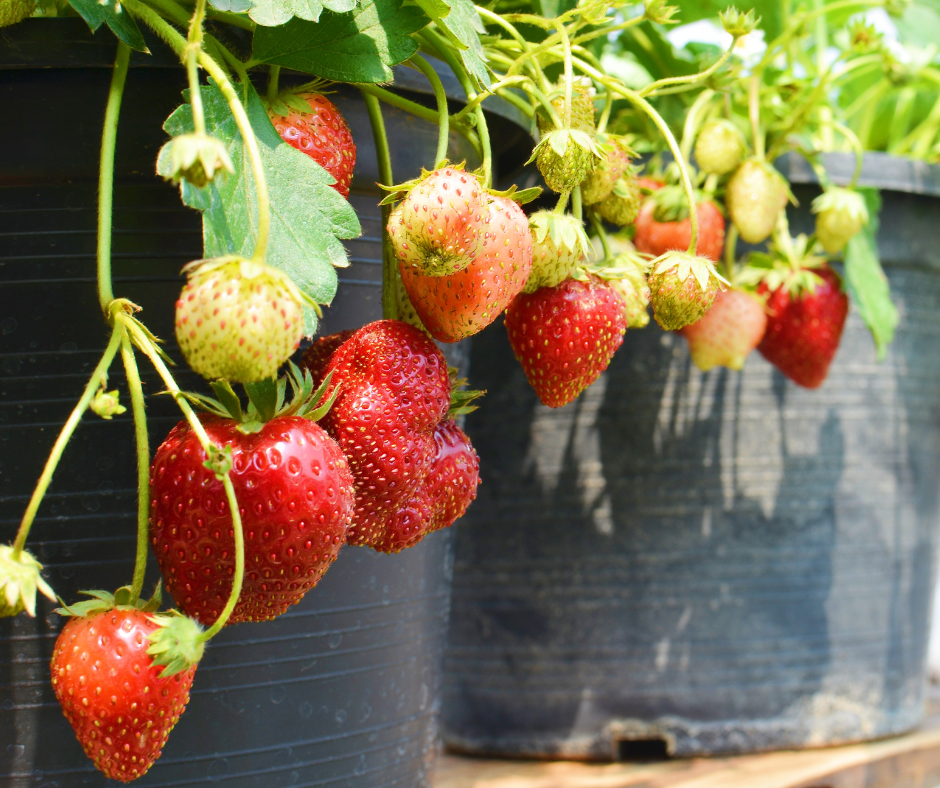 Even if you don’t have much room in the ground, strawberries can successfully be grown in containers, too.