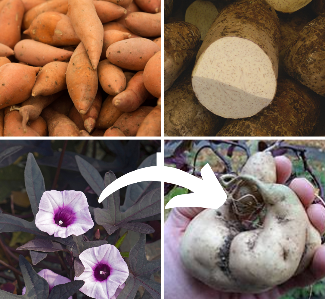Clockwise from top left: Sweet potato, yam, tuber from annual flower sweet potato vine, leaves and flowers of “Blackie” ornamental sweet potato vine.