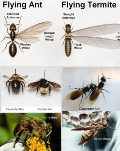 The first bug of spring … what to do and not
