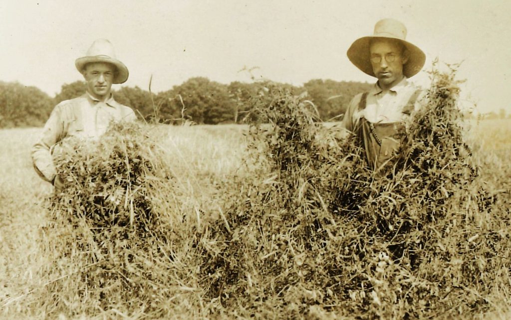 Vetch was a popular cover crop in the early 20th century, one also used for feeding horses and cattle. The Goodwin Brothers were early users of the crop, and we thank Will County Historian and Farmers Weekly columnist Sandy Vasko for sharing this picture from the Will County Farm Bureau archives.