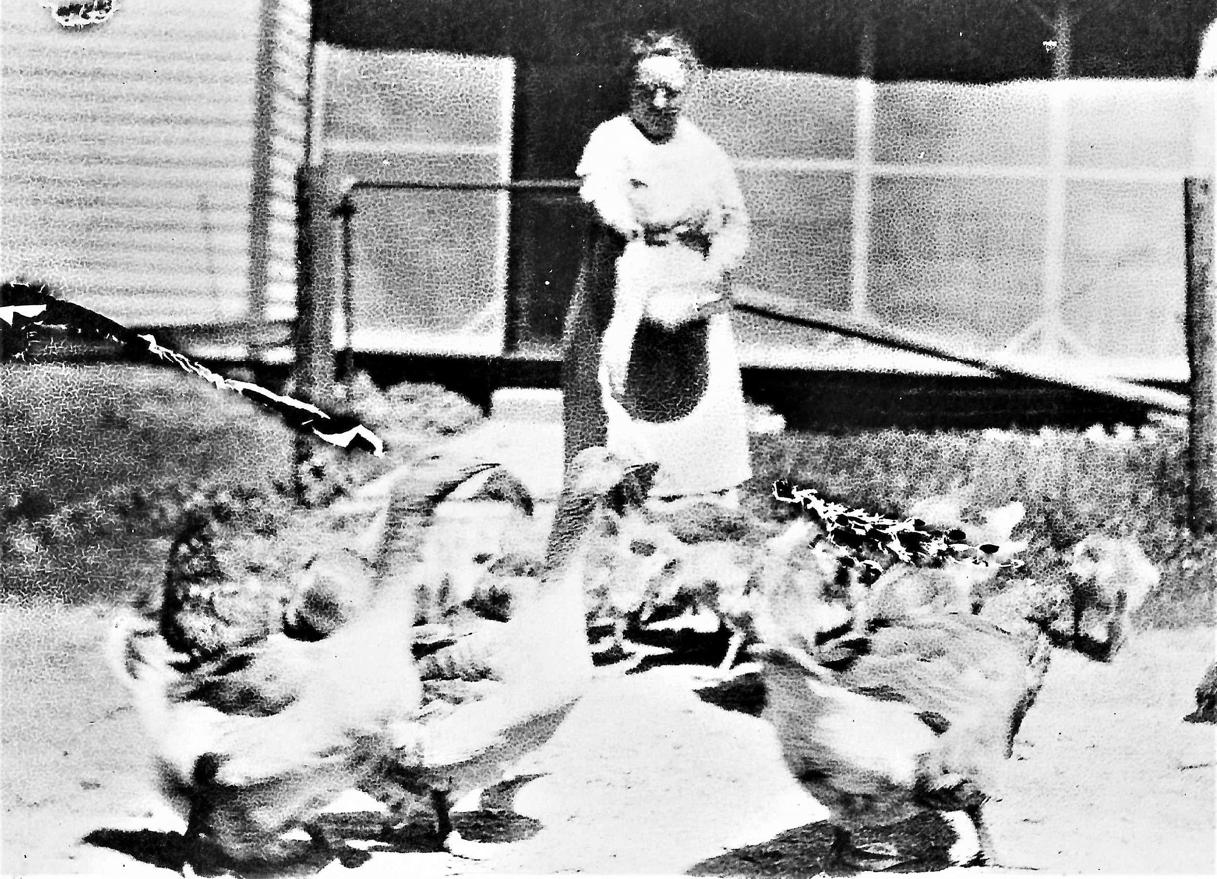 Dick Attaway shares this photo of his Grandmother, Kathryn Attaway, feeding her flock on the family farm on Old Route 66 near Manhattan Road along Jackson Creek in Jackson Township. She really loved the Toulouse geese, Dick says, especially at Christmas dinner.