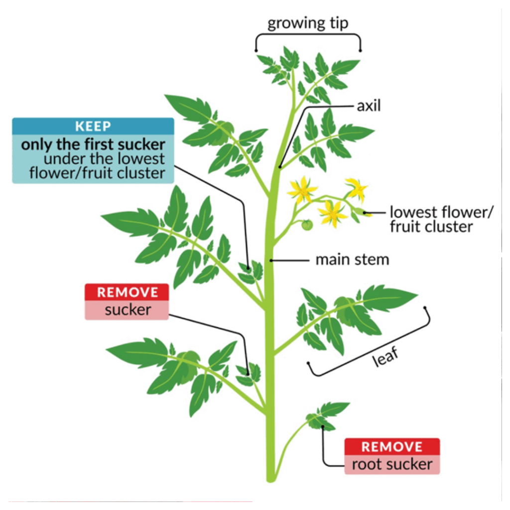 vegetables to prune or not to prune Credit: Wisconsin Horticulture University of Wisconsin