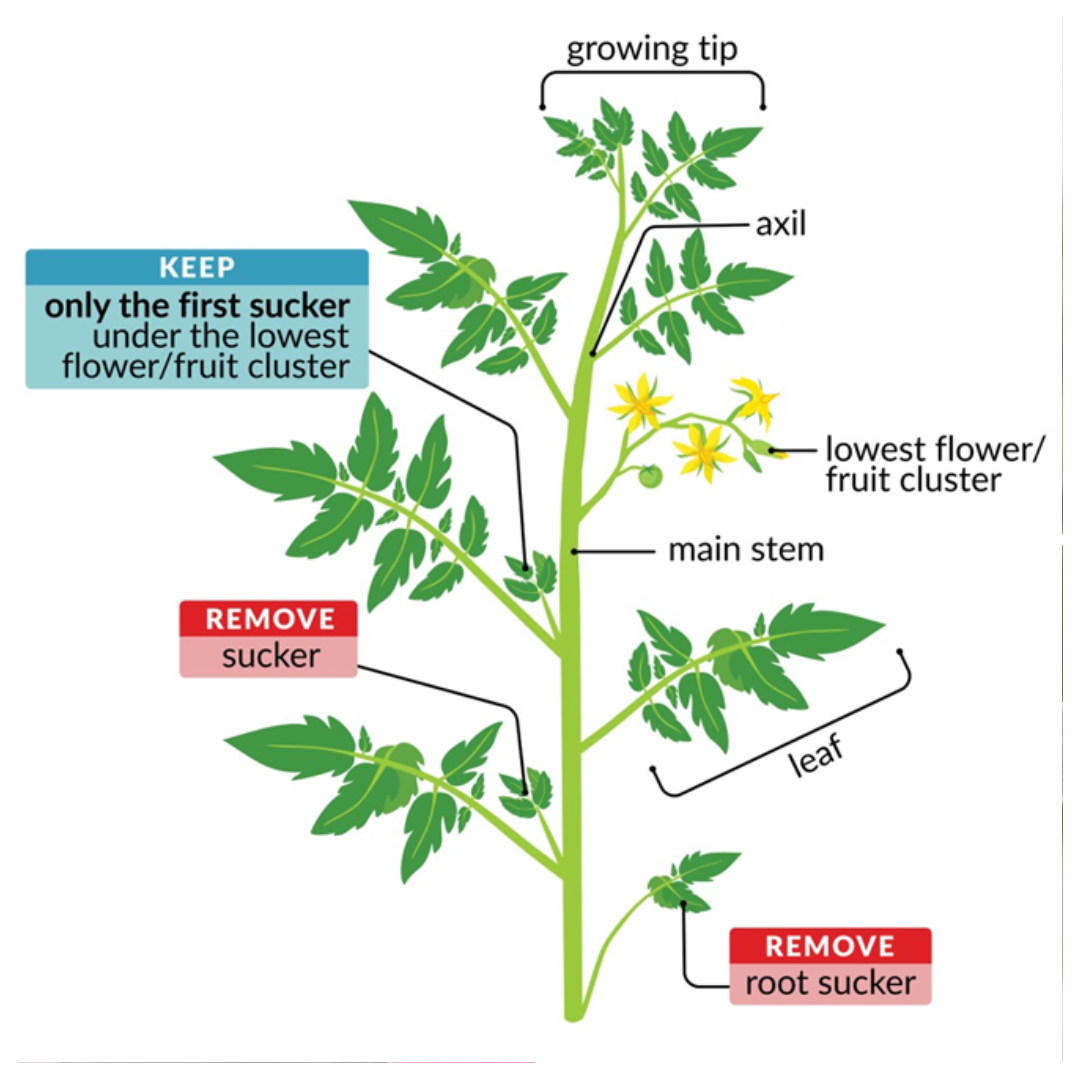 Credit: Wisconsin Horticulture University of Wisconsin