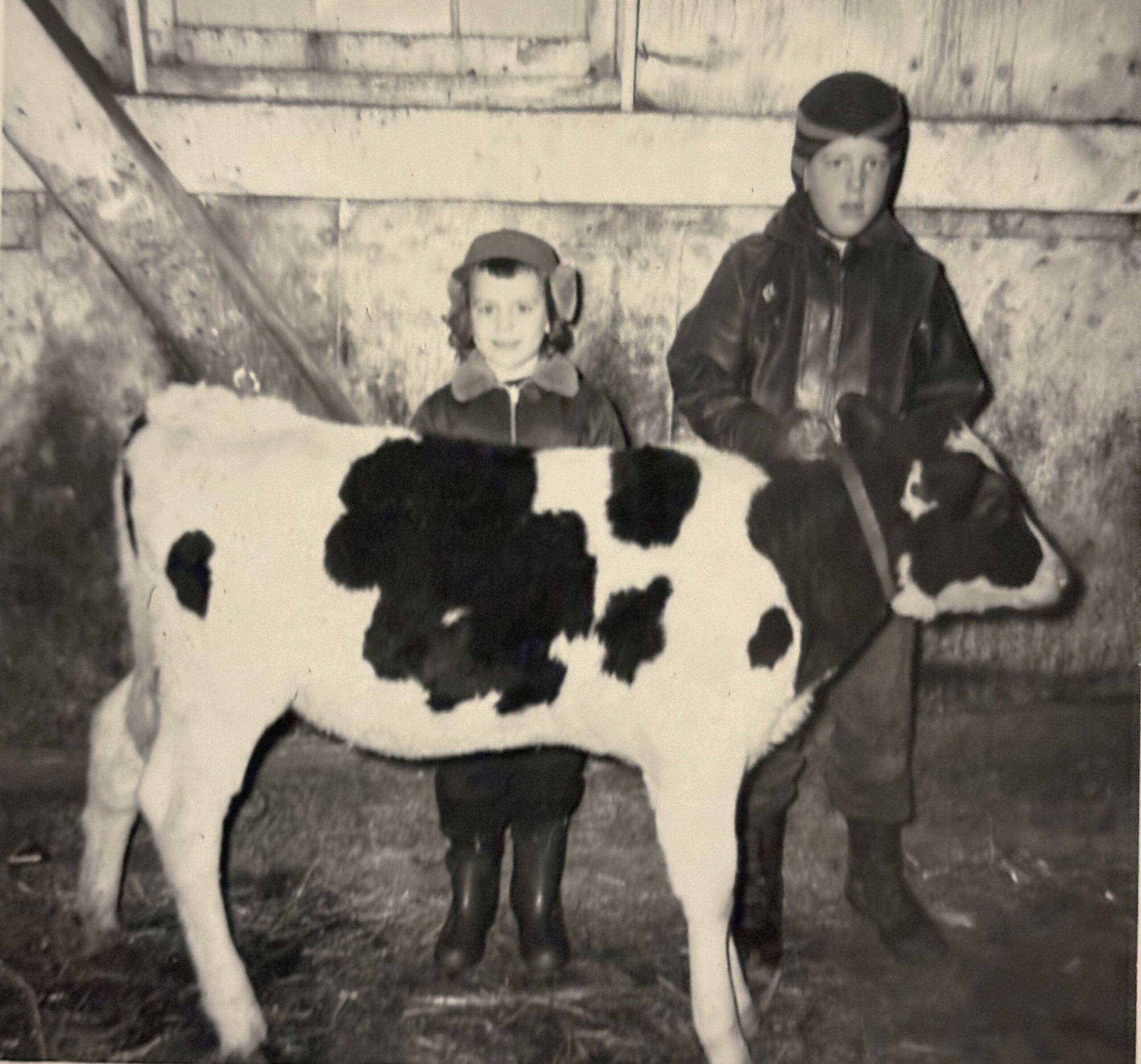 Nola Werner shares this photo of Lee and Jeanette Werner on the Werner Farm in Peotone, ready to show their calf during their first year in the 4H club in 1960.