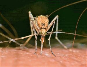 First Human Case of West Nile Virus Found in Will County