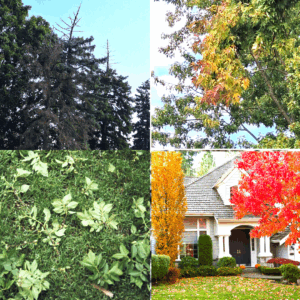 What your trees are telling you now