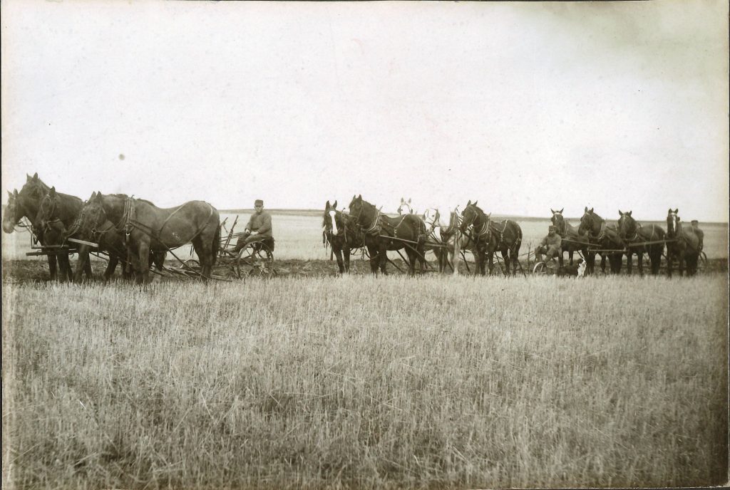 This is the wheat field east of Millsdale Road where the boys pictured are plowing on April 19, 1910. Look closely, and you'll see one dog, Rover, watching, and behind him is another canine, Hazel. Thanks to our historian Sandy Vasko for sharing.