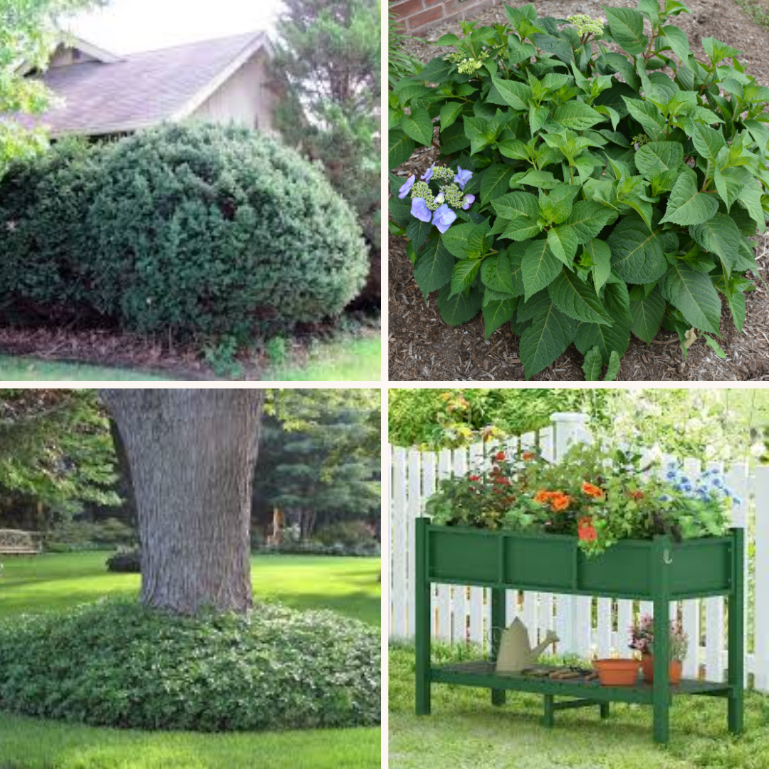 When evaluating your property look for: Upper left, overgrown shrubs; shrubs that have stopped blooming regularly; bottom, consider removing dead or dying turf under shade trees (replace with groundcovers); consider raised beds for both ease and excellent growing medium.