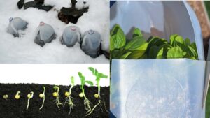 Wintersowing Revisited – Letting Nature Take the Wheel