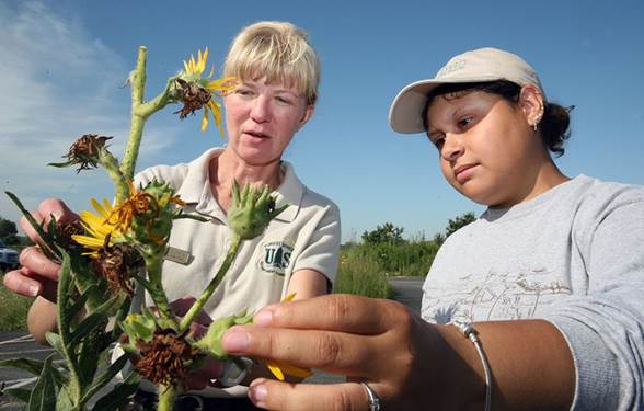 Midewin Horticulturist Jennifer Durkin and Kala Soto Martinez take a close-up look at compass plant at the USDA Forest Service’s Midewin National Tallgrass Prairie. Students can apply through March 14 to be part of the 2022 Youth Conservation Corps for eight weeks this summer at Midewin National Tallgrass Prairie.(Photo by Gary Chancey / USDA FS, Midewin National Tallgrass Prairie)